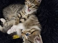 Süße Kitten suchen liebevolle Dosenöffner