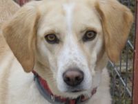 Liza, geb. ca. 05/2018, lebt in GRIECHENLAND, auf einer privaten Pflegestelle