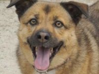 Aris-Jano, geb. ca. 02/2016, lebt in GRIECHENLAND, auf einer privaten Pflegestelle