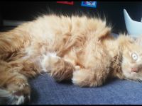 Maine Coon Mix Katze rot kastriert