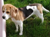 Beagle-Deckrüde mit Zuchtzulassung (nur zur Verpaarung)