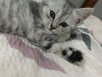 Kitten BLH/BKH Mix