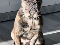 Französisch Bulldogge Junghund
