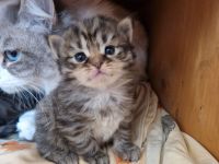 Neva Masquerade/ EKH Mix Kitten