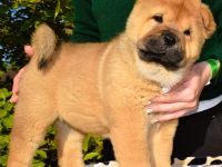 Smooth chow chow puppies (FCI pedigree)