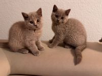 Reinrassige Britisch Kurzhaar Kitten