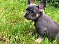 Französische Bulldogge Welpen