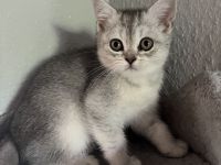 Zwei britisch kurzhaar Kitten zu verkaufen