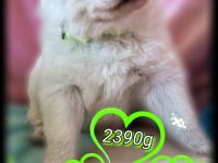 Weisse Langstockhündin, mit Papieren❣️