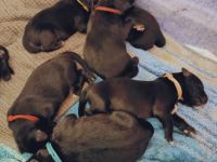 Münster-Berner-Berger-Blanc Welpen