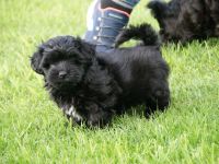 Bolonka Zwetna Welpe aus VDH-Zucht abzugeben