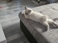 Britisch Kurzhaar Katze