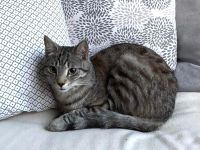 Unser Aiku sucht ein neues Zuhause mit Freigang