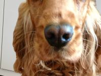 English Cocker Spaniel Hündin gesucht