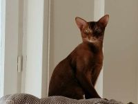 Abessinier Kater