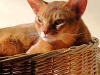 Abessinier Kater
