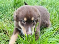 Die rasselbande sucht ein Zuhause