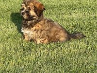 Havaneser Mädchen bereit für die große Welt