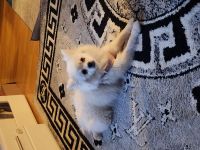 Zwergspitz weiblich 26 monate alt 500 eure in Winnenden