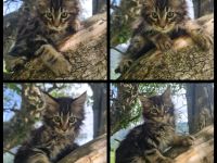 Reinrassige Maine Coon Kitten