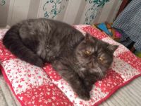 Exoticshorthair Kater