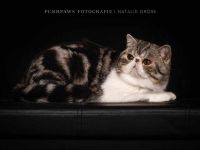 Exoticshorthair Kater