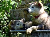 4 kerngesunde, reinrassige Alakan Malamute, geb. 6.5.2024