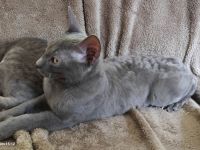 Sehr seltene German Rex Kitten, vom Vereins Züchter mit Papieren