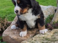 Berner Sennenhund Welpe