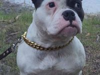 Bulldogge Mischling