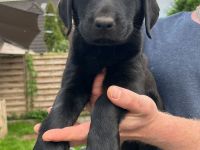 2 unserer super süßen reinrassigen Labrador Rüden suchen noch ein für immer zuhause