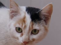 Cooky, geb. ca. 08/2023, lebt in GRIECHENLAND, auf einer privaten Pflegestelle