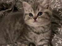 Reinrassige BKH Kitten