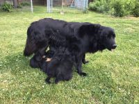 7 kleine Hovawart vom hovawartzwinger-preussendorf.de zu verkaufen (SZG-H e.V.)