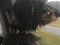 Wurfankündigung Rauhaardackel