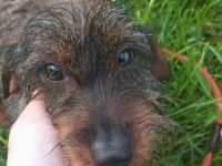 Liebe Rauhaardackel Hündin