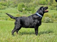 Labrador retríever- schwarze Welpen mit FCI-Stammbaum