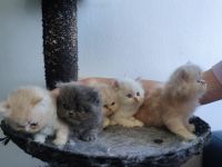 Perser Kitten (5×) zum Verlieben, ab Juni abholbereit.