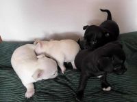 Chihuahua-Welpen zu verkaufen