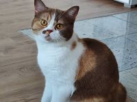 BKH Katze cinnamon-tortie-white kastriert mit Stammbaum