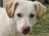 Nizza, geb. ca. 08/2022, lebt in GRIECHENLAND, im städt. Tierheim Serres