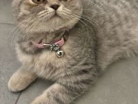 BKH 9 Monate / weiblich