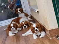 Cavalier babys