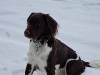 Kleine Münsterländer Welpen