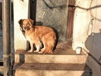 Malea sucht ein geduldiges Zuhause!