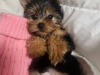 Neues Zuhause wird gesucht