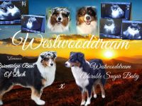 Wir erwarten Australian Shepherd Welpen