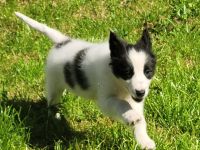 Border collie Australien shepherd Welpen