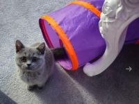 Bkh katze grey liebevoll