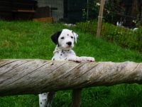 Deluxe von Hasselbusch